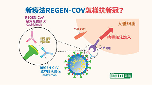 REGEN-COV单克隆抗体疗法可阻止病毒的刺突蛋白，从ACE2受体进入细胞。（健康1+1／大纪元）