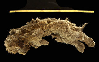 西伯利亚发现2.8万年前幼狮遗骸 保存完整