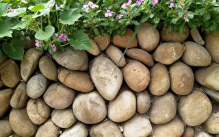 石头故乡交响曲──我家的石围墙