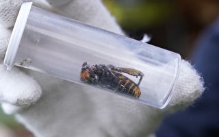 美国发现活的杀人大黄蜂 今年首个
