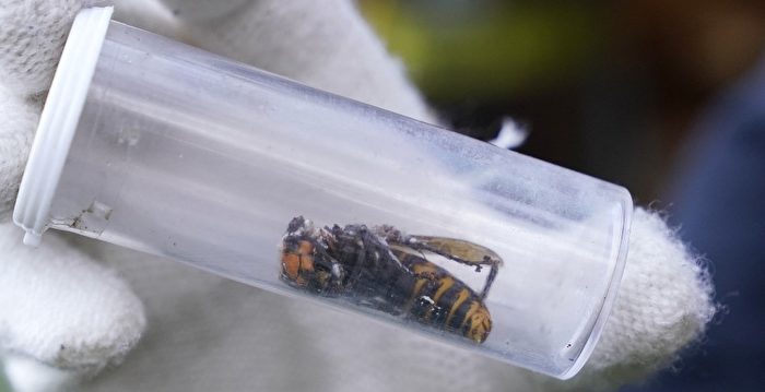 美国发现活的杀人大黄蜂 今年首个