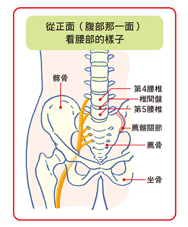 骨盆的荐髂关节相当于“基座”，做好保养才能消除坐骨神经痛。（台湾东贩提供）