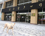 台电1个月3确诊 陈时中证实群聚感染