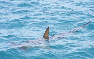 长岛海滩目击鲨鱼次数创历史新高