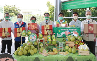 麻豆文旦內外銷暢旺 外銷量已441公噸