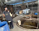 桃園環局勤查166廚餘養豬場不合格者即開罰