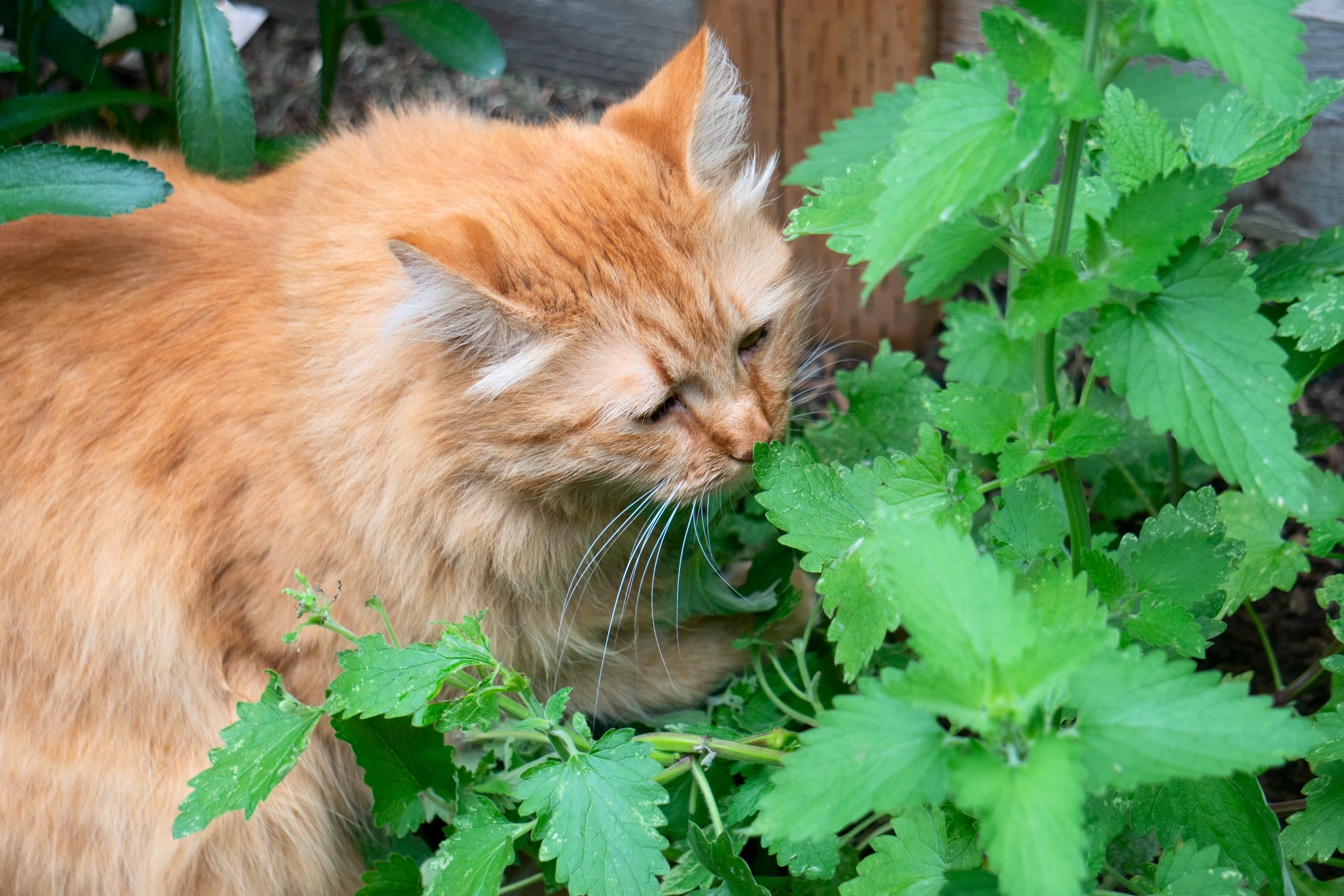 <span style="color: #ff0000">猫薄荷草可以驱蚊，且芳香宜人。（Shutterstock）</span>