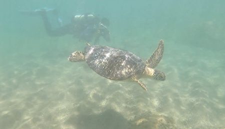3年前被漁民誤捕的一隻綠蠵龜，經獸醫師照護3年後野放回到大海。