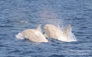 「史無前例」 兩隻白虎鯨在日本海岸並排游泳