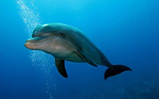 加勒比海奇闻 海豚利用“泥环”来围捕猎物