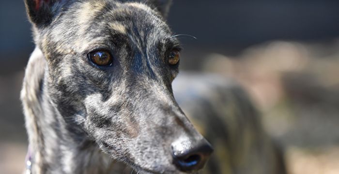 英国小狗6年来捐血22次 拯救88条狗命