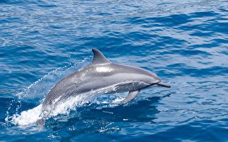 環保部報告顯示 全世界僅剩54頭毛伊海豚