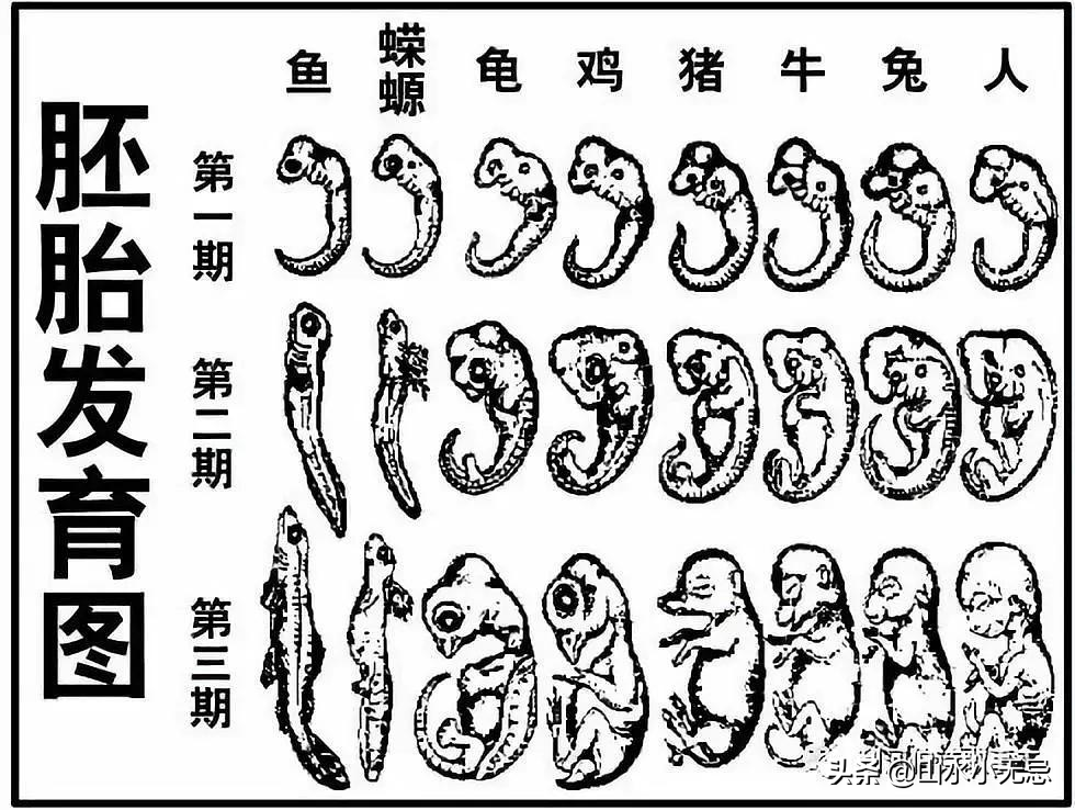 偽造重演律證明進化論,在中國課本上給學生洗腦幾十年。(公有領域)