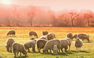 澳洲農夫讓羊群排成一顆心 悼念已故親人