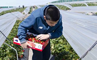 劳动力短缺 草莓农场提前向公众开放采摘