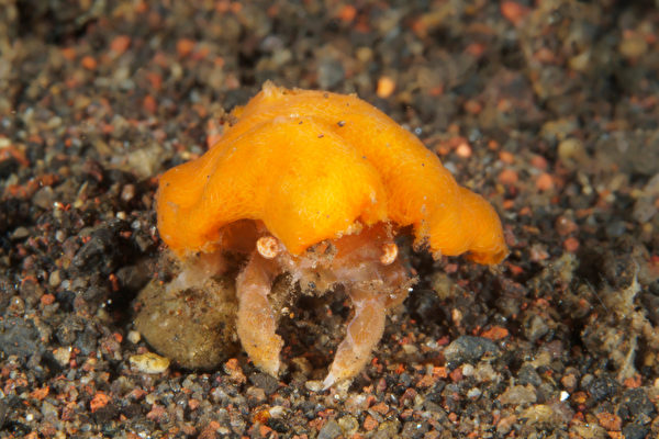 「看似糕點」 漁民在英國海岸捕獲稀有海綿蟹
