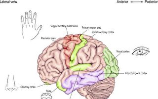 神经学家揭示人体有多种感知潜能