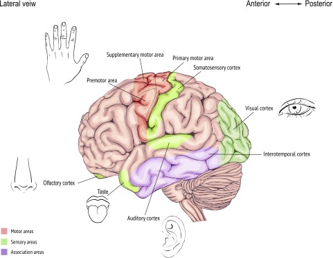 神經學家揭示人體有多種感知潛能