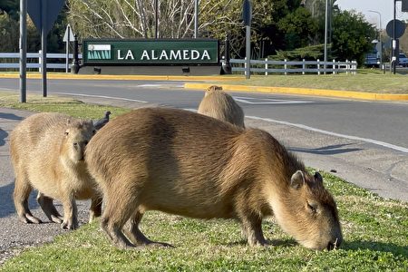 世界最大只老鼠成群涌入阿根廷高级社区 水豚 生态环境 大纪元