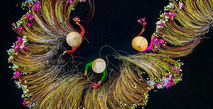 组图：空拍越南妇女湄公河采睡莲 迷人壮观
