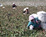 重塑全球供應鏈？學者：需與新疆供應鏈脫鉤