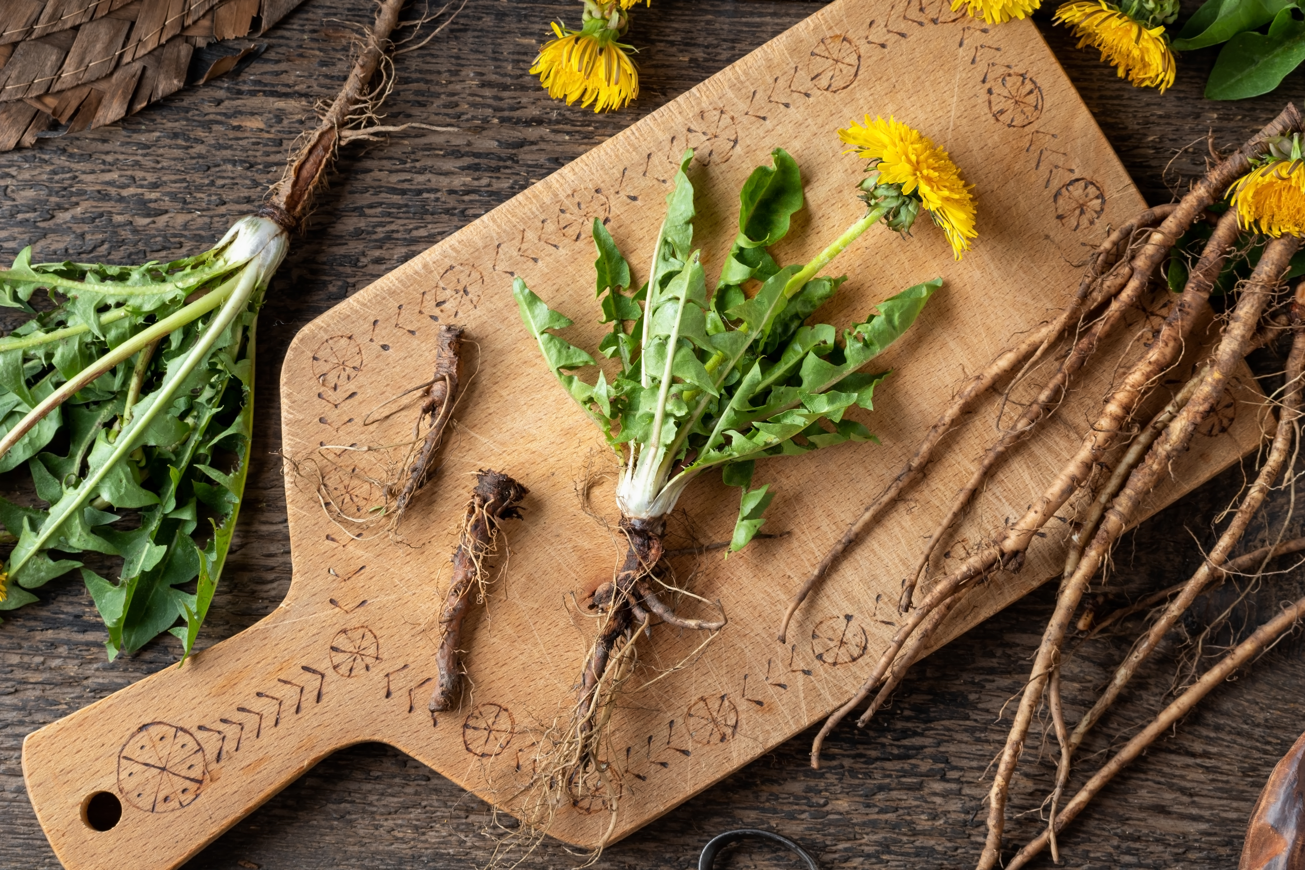 在烹饪新鲜蒲公英时,可以使用蒲公英的不同部位。(Shutterstock)