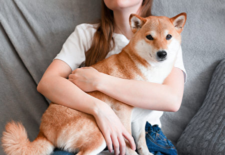 57+ 图片 狗 新的 32 正确“抱狗”训练调皮犬也能“稳重有礼貌” | 摸狗| 宠物| 分离焦虑| 大纪元