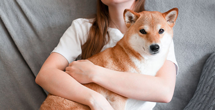 正确“抱狗”训练 调皮犬也能“稳重有礼貌”