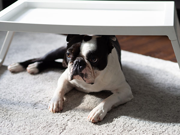 Cute,Adorable,Purebred,Boston,Terrier,Dog,Hiding,Under,The,Table,
