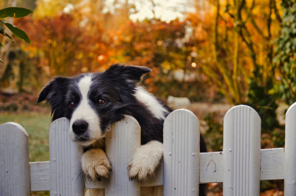 Cute,Black,And,White,Border,Collie,Dog,Waiting,Alone,Behind
