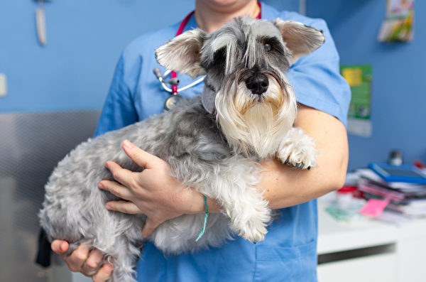 Veterinarian,Transports,Carefully,A,Miniature,Schnauzer,An,Arms,Before,The