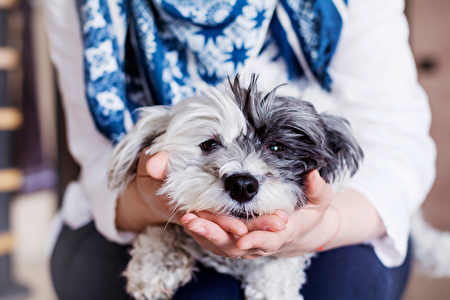 Woman,Hugging,Her,Havanese,Dog,At,Home