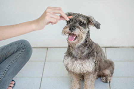 Closeup,Schnauzer,Dog,Looking,Food,Stick,For,Dog,In,Woman