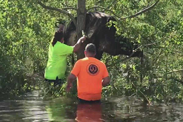 颶風艾達橫掃美國路州後 一頭牛卡在樹上