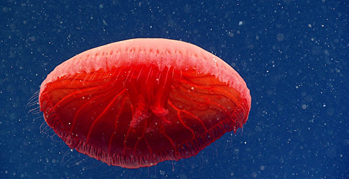 新物种 “血红色水母”惊现大西洋深海