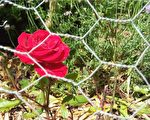 新詩：鐵絲網後面的玫瑰