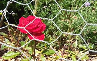 新詩：鐵絲網後面的玫瑰