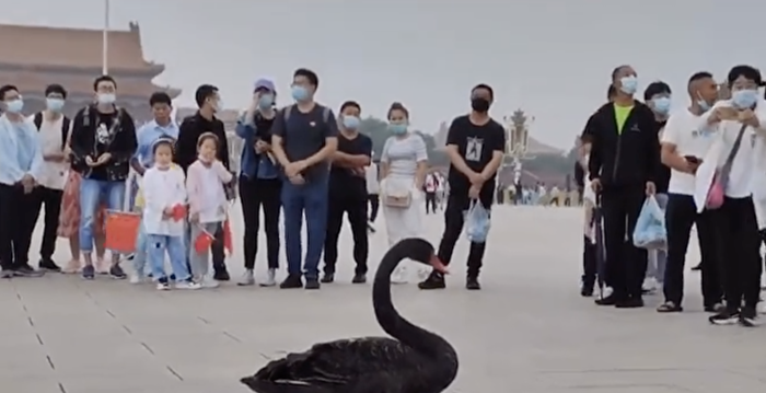 Black landed on Tiananmen Square, causing heated discussion of being evacuated | Netizens | Epoch Times-breakinglatest.news-Breaking Latest News