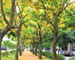 兴大园道赏花亮点 议员争取阿勃勒商机
