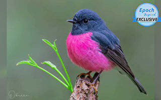 澳洲摄影师历经数月 拍到稀有粉红知更鸟