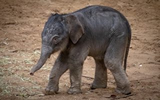 获救孤儿小象回野外 多年后带小孩去看恩人