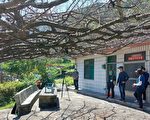 雾台樱花王宣告不治 专家：水分不足是主因