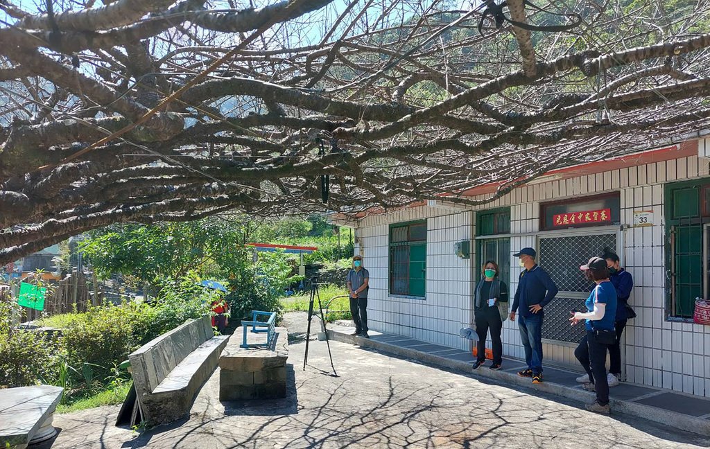 雾台樱花王宣告不治专家 水分不足是主因 屏东 枯死 大纪元