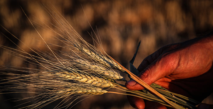 粮农组织：化肥成本飙升恐加剧粮食危机