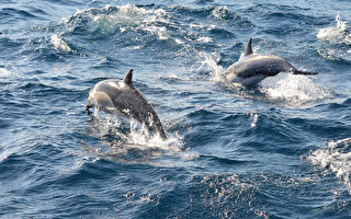游泳者受困海中12小时 海豚或提供神秘帮助