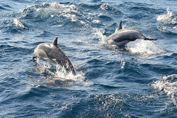 游泳者受困海中12小時 海豚或提供神祕幫助