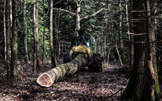 中共大肆採購 法國木材商呼籲停止木材出口