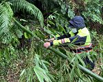 暴风竹树倒一片 警冒雨锯竹、锯树恢复通车