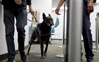 組圖：美國邁阿密機場用嗅探犬檢測病毒