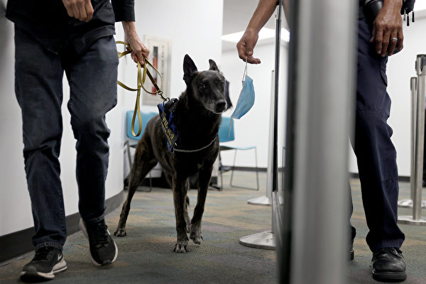 組圖：美國邁阿密機場用嗅探犬檢測病毒